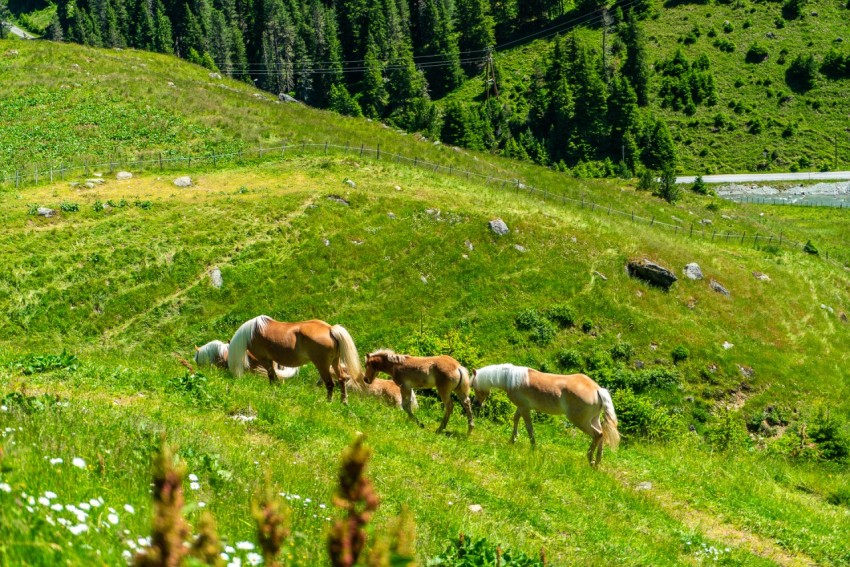 Haflinger Pferde Praxmar