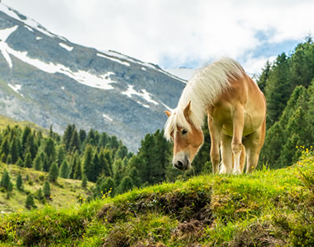 Haflinger